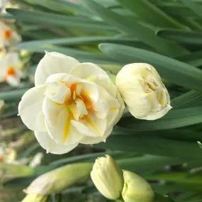 Sir Winston Churchill Daffodil (Narcissus Sir Winston Churchill) Img 4